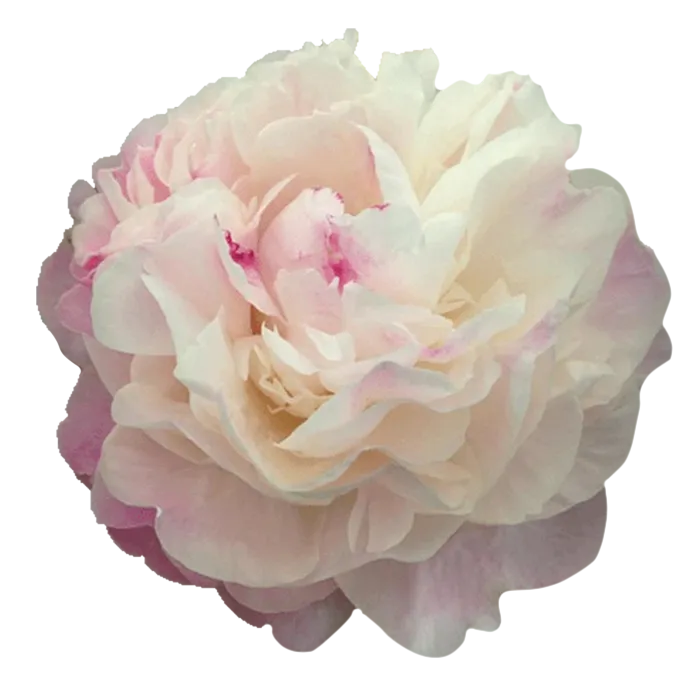 Gardenia