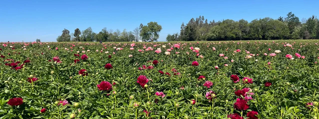 About ChileBlooms